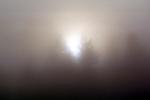 at Bull Frog Pond, Austin Creek State Park, sun through the fog, misty morning fog