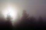 at Bull Frog Pond, Austin Creek State Park, sun through the fog, misty morning fog