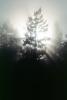 sun through the fog, misty morning fog, NPNV07P02_12