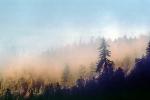 Foggy Morning over the Redwood Trees