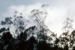 Eucalyptic trees, Sausalito, Marin County, California, NPNV07P12_14