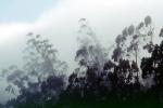 Eucalyptic trees, Sausalito, Marin County, California