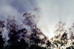 Eucalyptic trees, Sausalito, Marin County, California, NPNV07P12_18