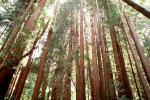 Looking-up in a Redwood Tree Forest, NPNV07P13_10