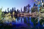 Water, Lake, Pond, trees, wetlands, reflection, NPNV07P14_14