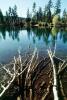 Pond, Lake, twigs, Water, shrub, vegetation, wetlands, NPNV07P15_09