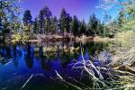 Pond, Lake, twigs, Water, shrub, vegetation, wetlands, NPNV07P15_12