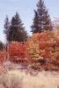 Woodland, Forest, Trees, autumn, NPNV08P04_05B