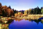 Woodland, Forest, Trees, Hills, Reflecting Lake, autumn, water