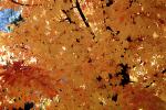 Tree Texture, autumn, NPNV08P05_02