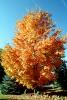 Tree Texture, autumn, NPNV08P05_04