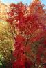 Tree Texture, autumn, NPNV08P05_06