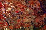 Tree Texture, autumn, NPNV08P05_10
