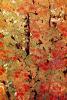 Tree Texture, autumn, NPNV08P05_11
