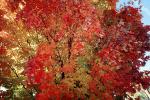 Tree Texture, autumn, NPNV08P05_15