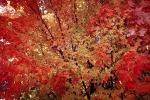 Tree Texture, autumn, NPNV08P05_16
