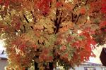 Tree Texture, autumn, NPNV08P05_17