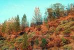Hill, Woodland, Trees, autumn