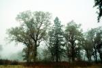 Fog, Foggy, Trees, Lake Pillsbury, Mendocino National Forest, Mendocino County, water, NPNV08P07_01