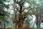 Fog, Foggy, Trees, Lake Pillsbury, Mendocino National Forest, Mendocino County, water, NPNV08P07_02