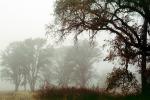 Fog, Foggy, Trees, Lake Pillsbury, Mendocino National Forest, Mendocino County, water, NPNV08P07_03