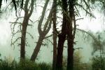 Fog, Foggy, Trees, Lake Pillsbury, Mendocino National Forest, Mendocino County, water, NPNV08P07_07