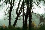 Fog, Foggy, Trees, Lake Pillsbury, Mendocino National Forest, Mendocino County, water, NPNV08P07_08