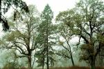 Fog, Foggy, Trees, Lake Pillsbury, Mendocino National Forest, Mendocino County, water, NPNV08P07_09
