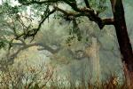 Fog, Foggy, Trees, Lake Pillsbury, Mendocino National Forest, Mendocino County, water, NPNV08P07_10