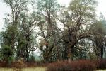 Lake Pillsbury, Trees, Mendocino National Forest, Mendocino County, water, NPNV08P07_13