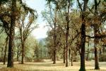 Trees, Lake Pillsbury, Mendocino National Forest, Mendocino County, water