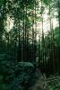 Forest, Woodlands, NPNV08P11_11