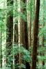 Forest, Woodlands, NPNV08P11_13