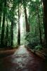Redwood Forest, Woodlands, path, fence, moist, NPNV08P12_05