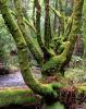 Moss on trees, Muir Woods River