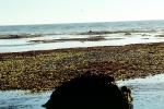 Tidepools, salty tide pools, NPNV09P04_05