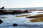 Tidepools, salty tide pools, NPNV09P04_06