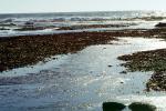 Tidepools, salty tide pools, NPNV09P04_10