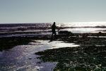 Tidepools, salty tide pools, NPNV09P04_11