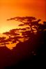 Zen in the sunset fog, Cypress Tree, Tree, Pacific Ocean, Mount Tamalpais