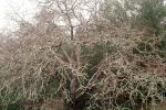 Oak Trees, scraggly fractals, NPNV09P05_12