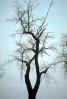 Bare Oak Tree in the Fog fractals, NPNV09P05_13.0912