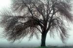 Bare Oak Tree in the Fog, NPNV09P05_15