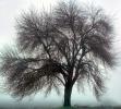 Oak Trees  fractals in  foggy mist, myst, fog