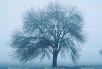 Bare Oak Tree in the Fog, NPNV09P05_16