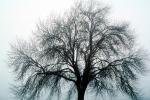 Bare Oak Tree in the Fog fractals, NPNV09P05_18