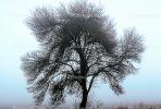 Bare Oak Tree in the Fog, NPNV09P05_19.0912