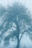Bare Oak Tree in the Fog, NPNV09P05_19B
