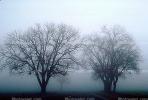 Bare Oak Tree in the Fog, NPNV09P06_01.0912