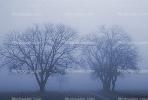 Bare Oak Tree in the Fog, NPNV09P06_01